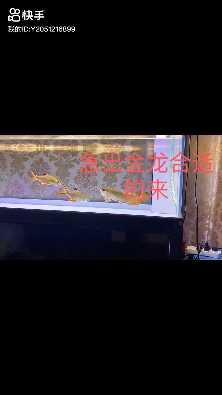 急出 換魚了 觀賞魚論壇