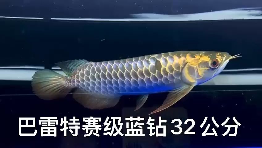 古典之星 觀賞魚論壇