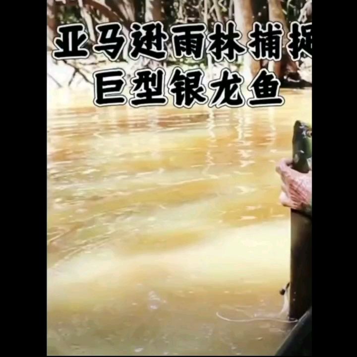 都是食用魚 觀賞魚論壇