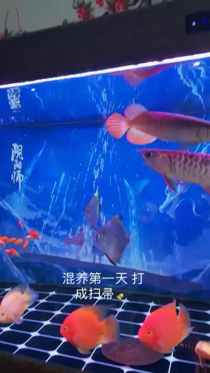 混養(yǎng)第一天掃帚出場 觀賞魚論壇