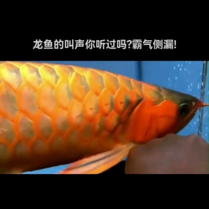 今天自己養(yǎng)的魚沒及時拍到。。。。 觀賞魚論壇