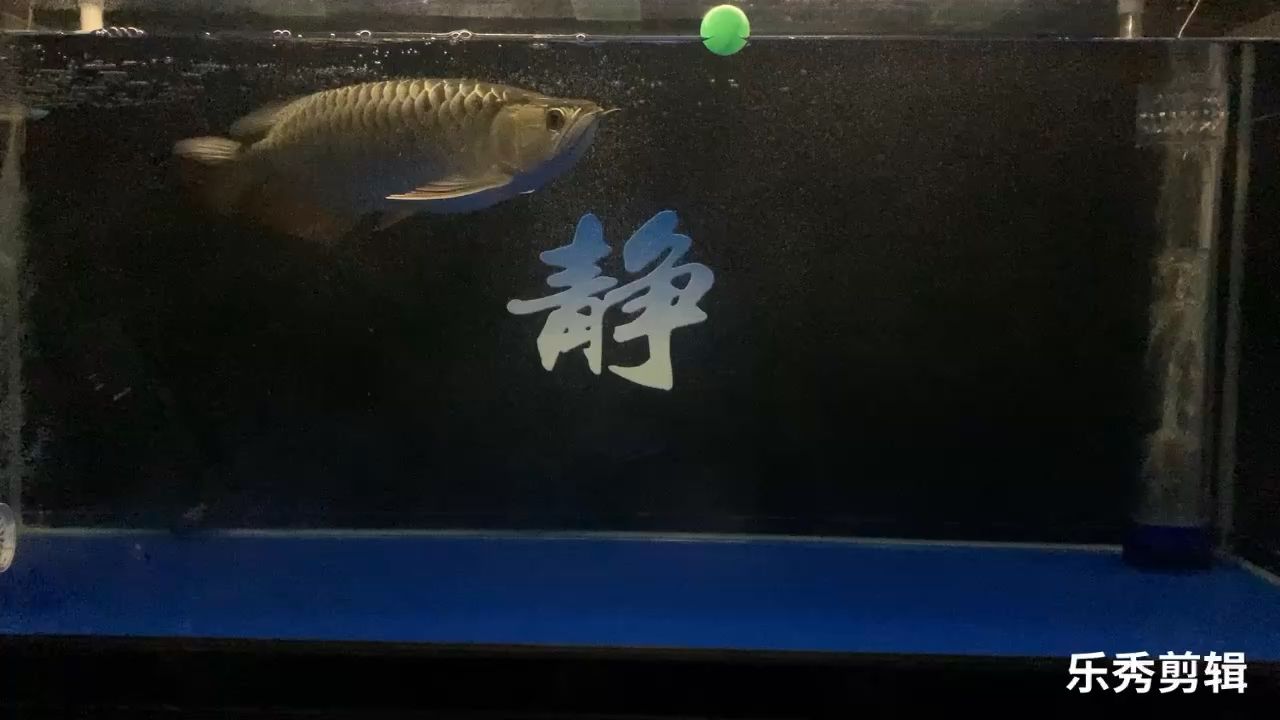 靜靜賞魚(yú) 觀賞魚(yú)論壇