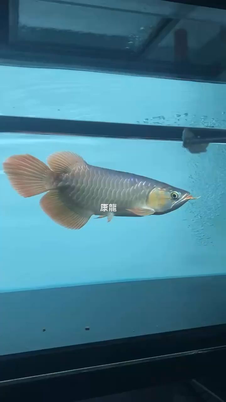 喂喂龍魚(yú) 觀賞魚(yú)論壇