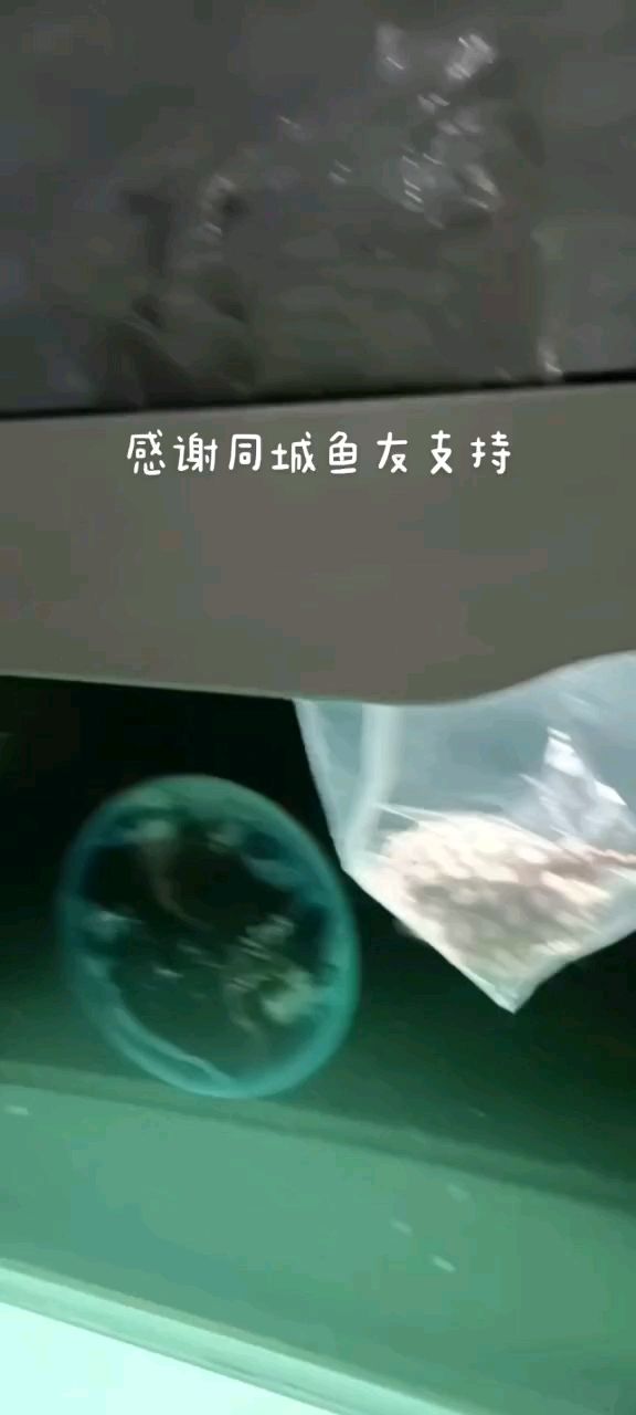 感謝同城魚友支持 觀賞魚論壇