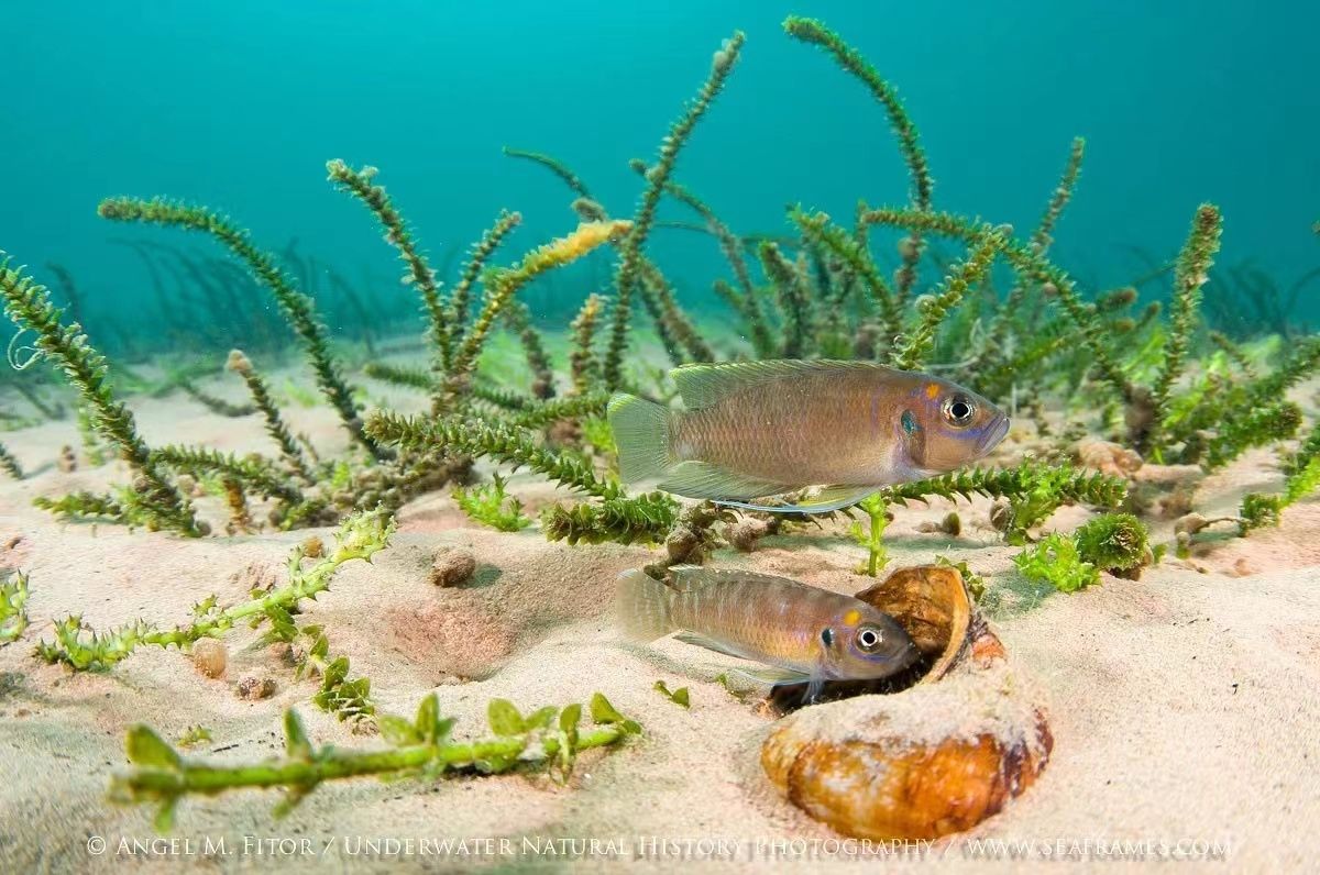 入秋養(yǎng)魚注意點(diǎn)啥 觀賞魚論壇 第1張