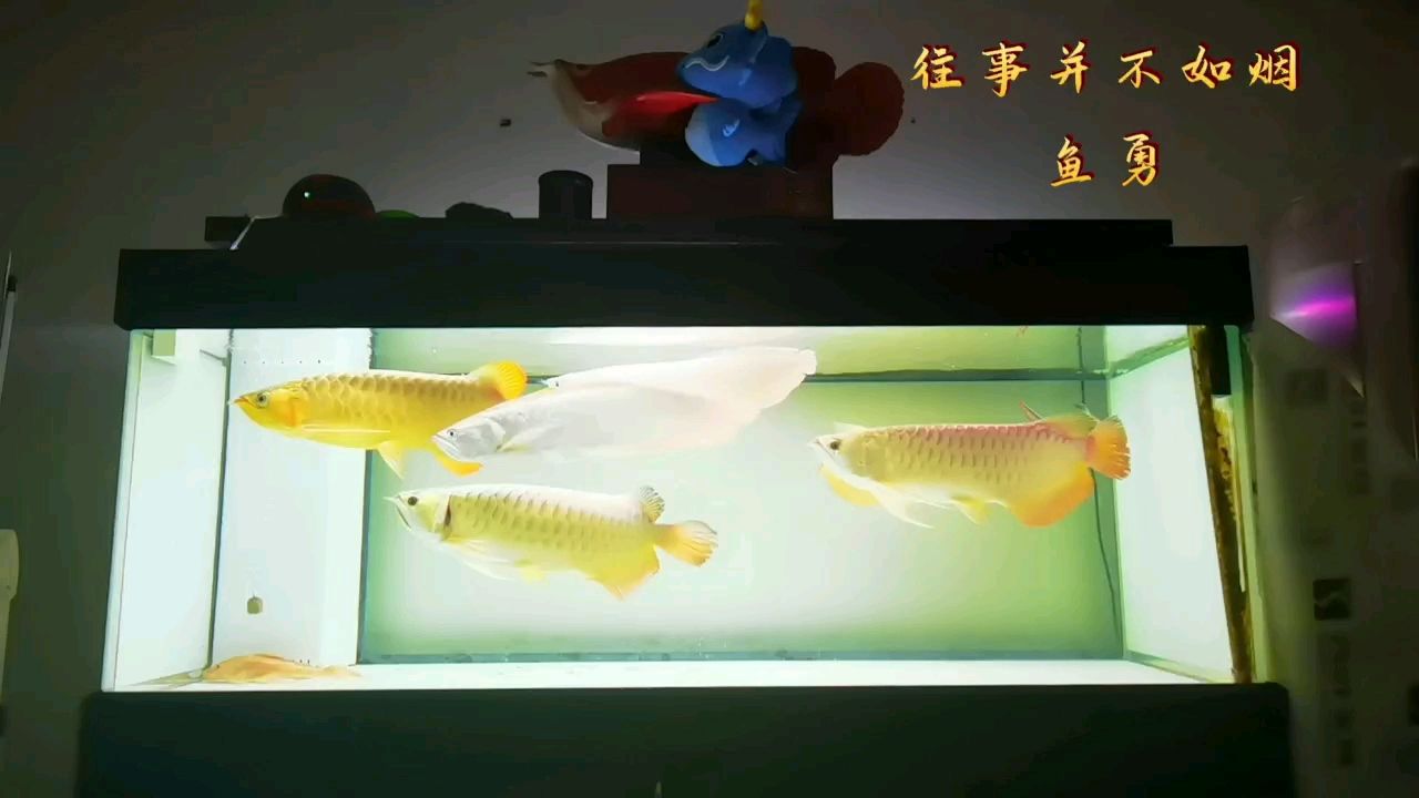 龍缸 觀(guān)賞魚(yú)論壇