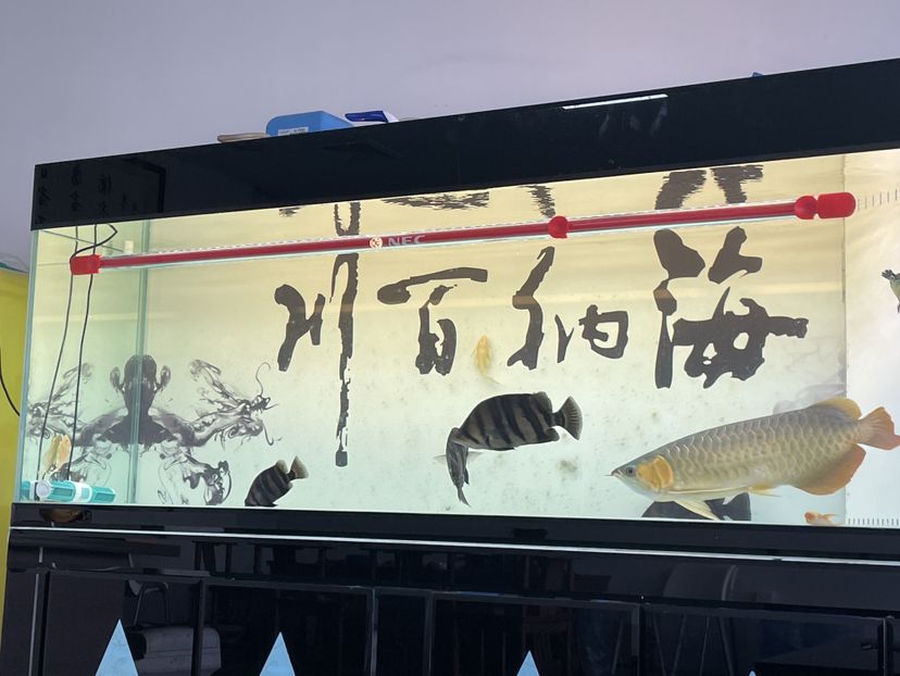 收大龍魚(yú)，順德附近的 觀賞魚(yú)論壇