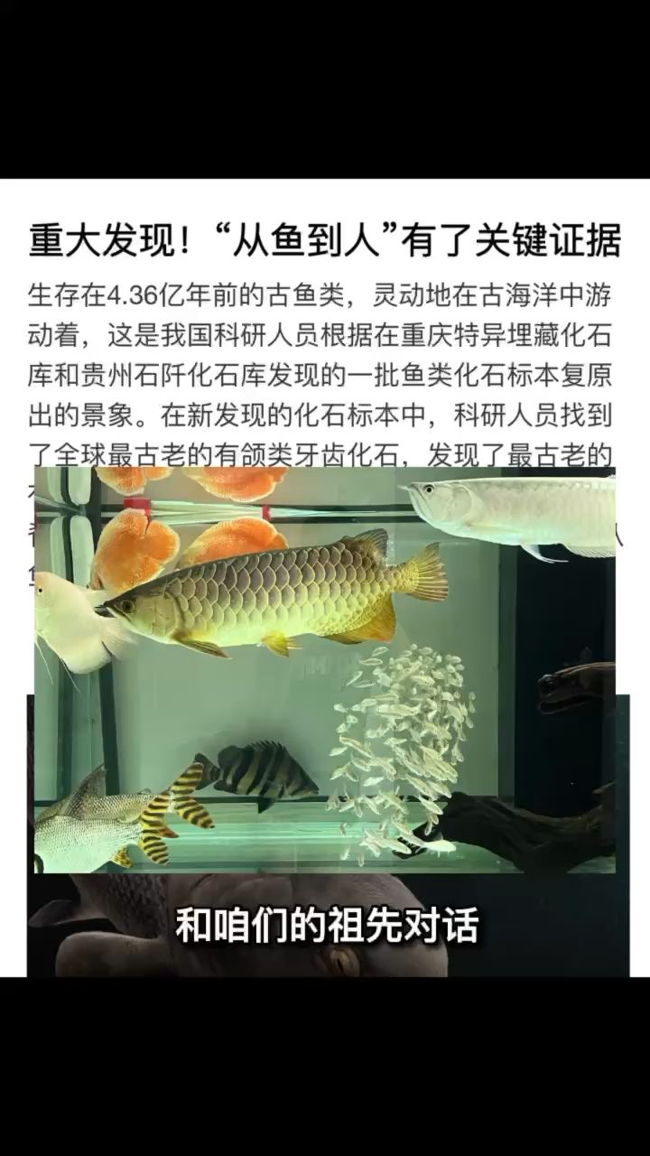 魚祖宗 觀賞魚論壇 第1張