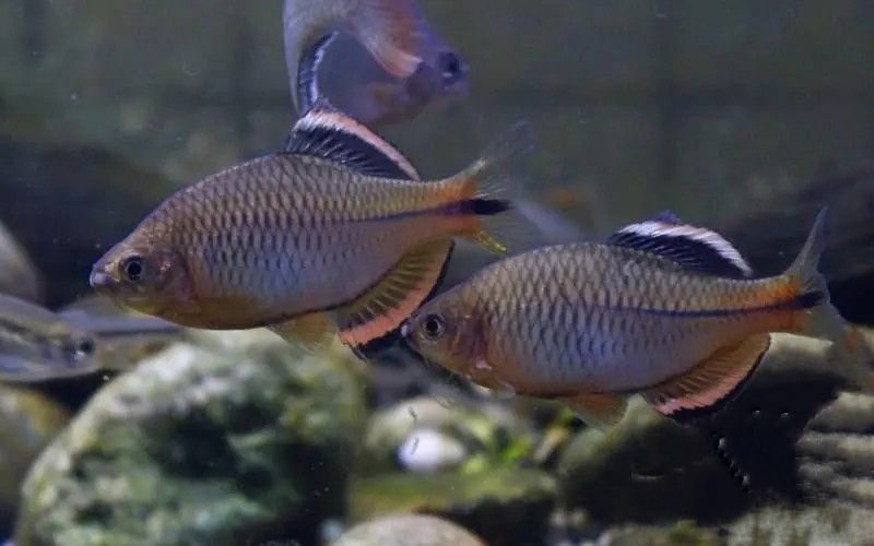 銀川買魚缸的地方有哪些呢多少錢一斤（ 寧夏銀川賣魚缸的市場(chǎng)） 虎斑恐龍魚