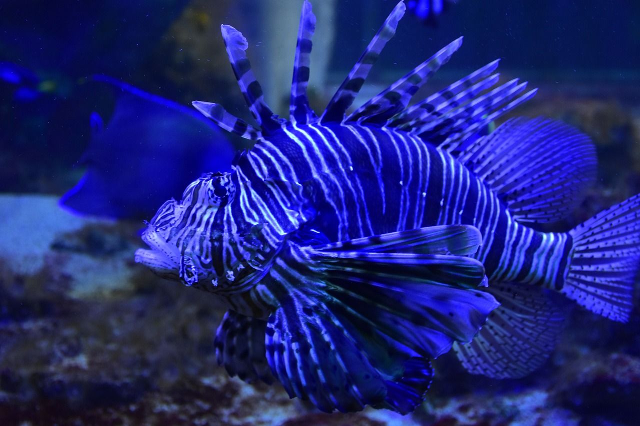 龍魚缸用什么燈是黃色的好（龍魚缸的燈光搭配） 水族展會