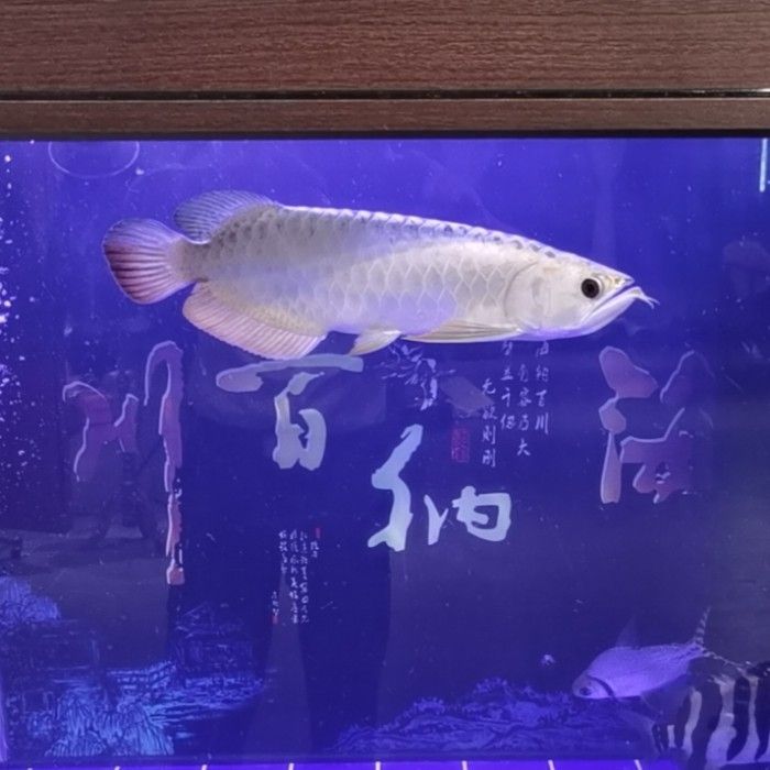 目前最好的龍魚(yú)缸是哪個(gè)品牌 觀賞魚(yú)論壇