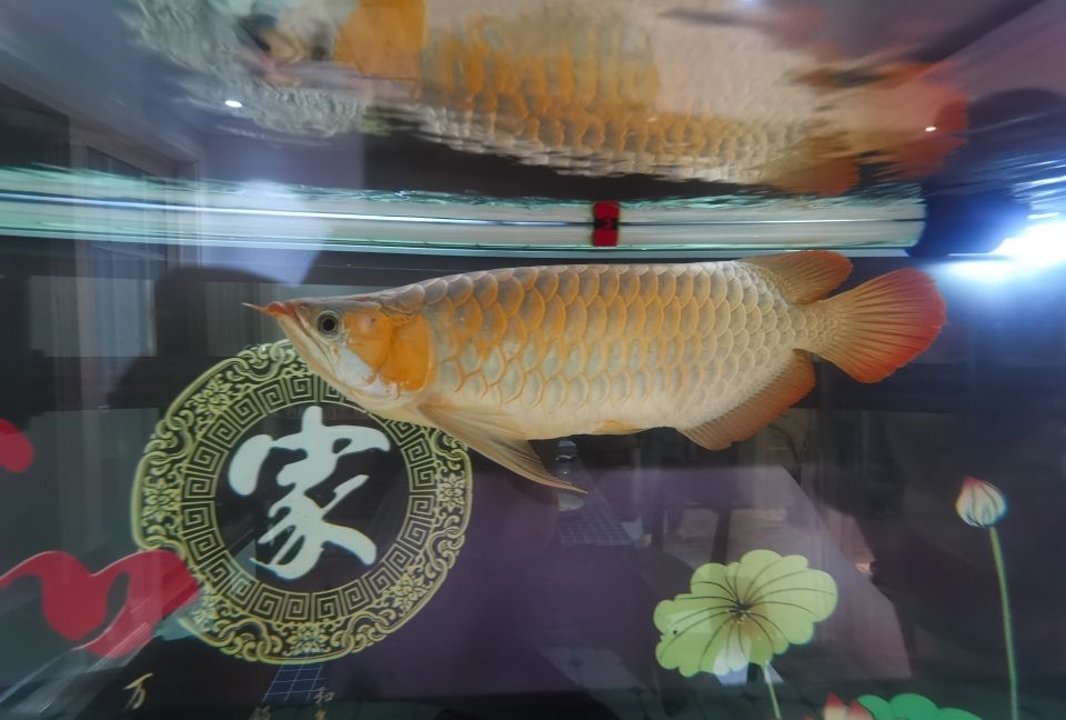 這發(fā)色速度我還是比較滿意 觀賞魚(yú)論壇 第2張