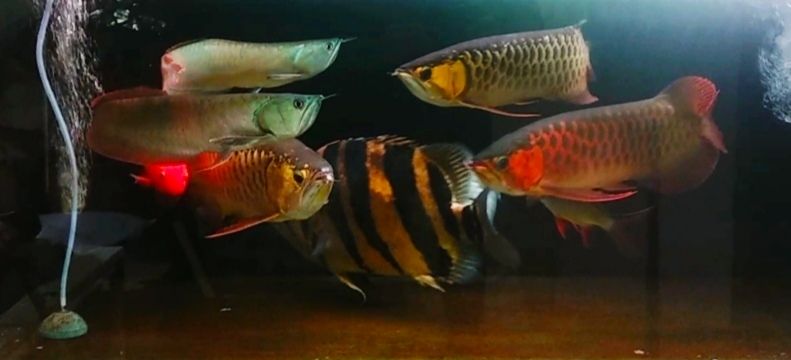 接上篇文章，觀賞魚(yú)檢疫藥。 觀賞魚(yú)論壇 第1張