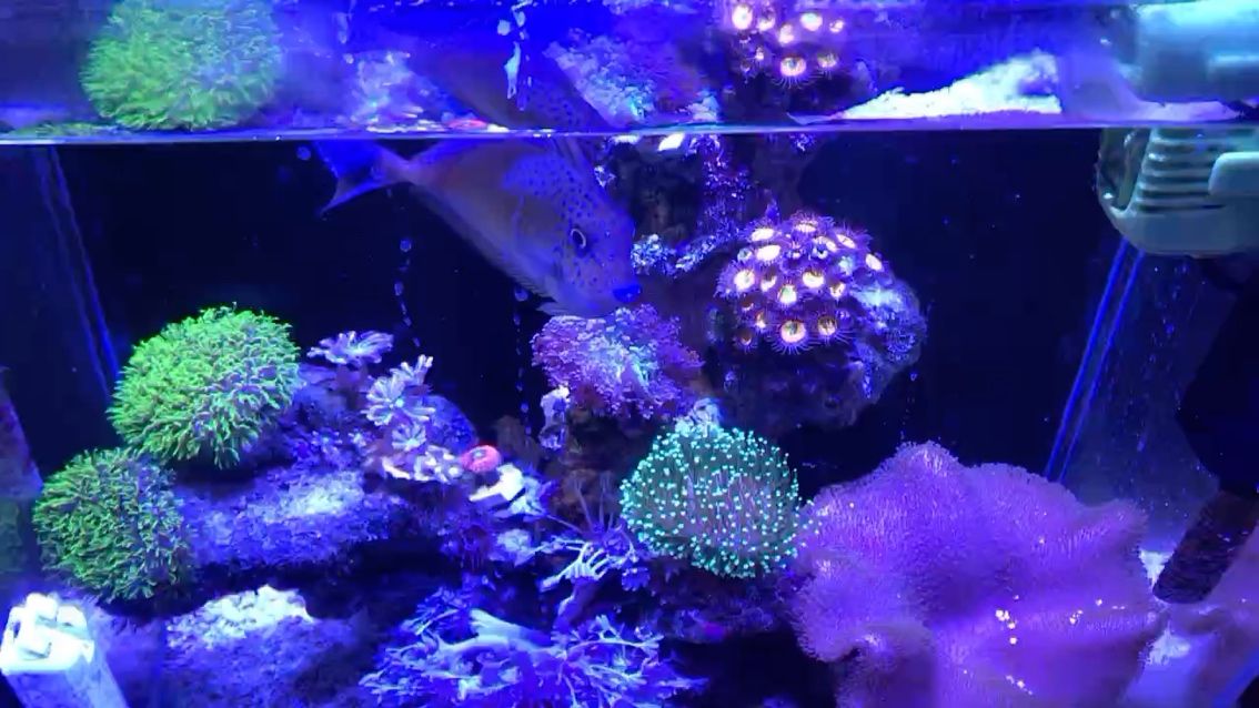 溫州魚缸水族箱廠家電話多少啊的簡單介紹 過背金龍魚