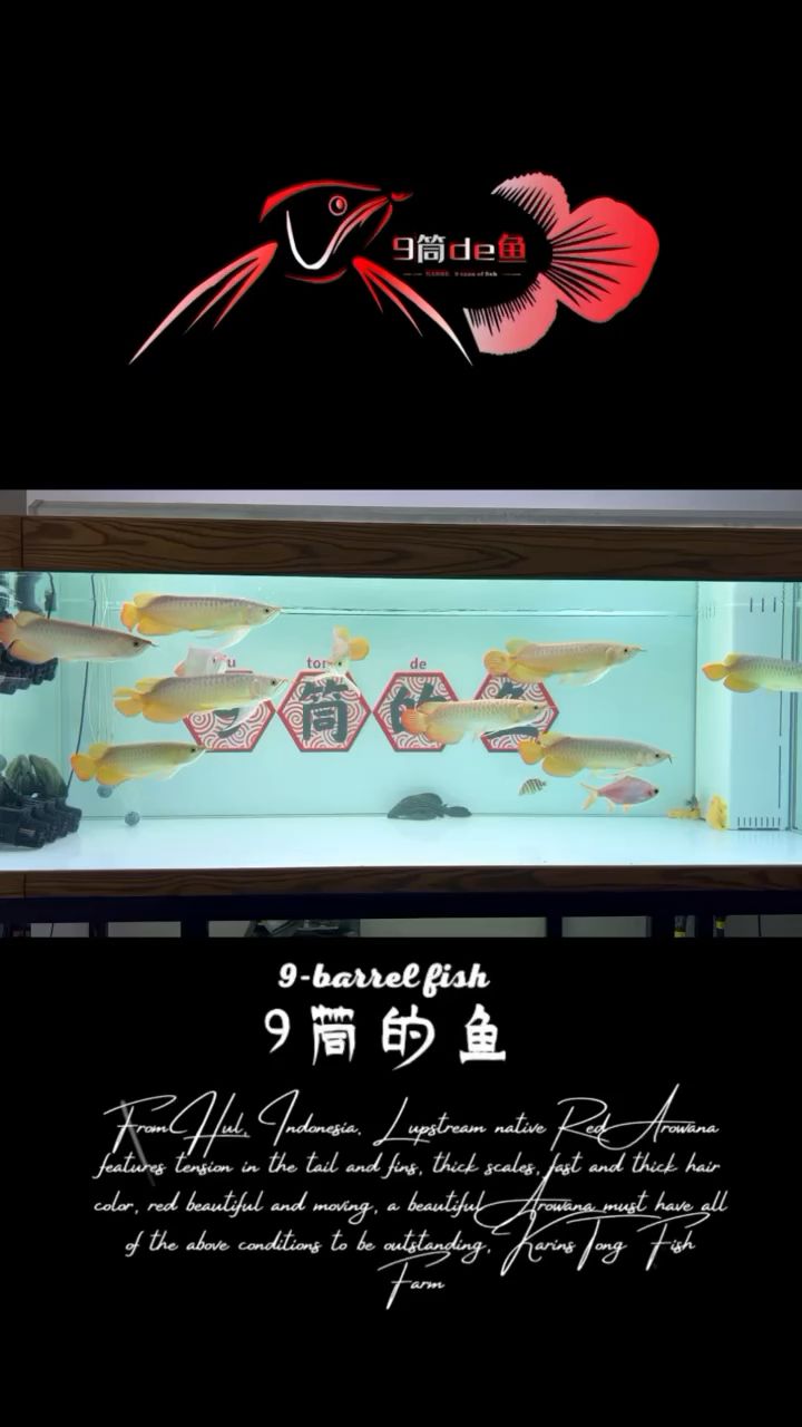 9筒紅龍 觀賞魚論壇 第1張