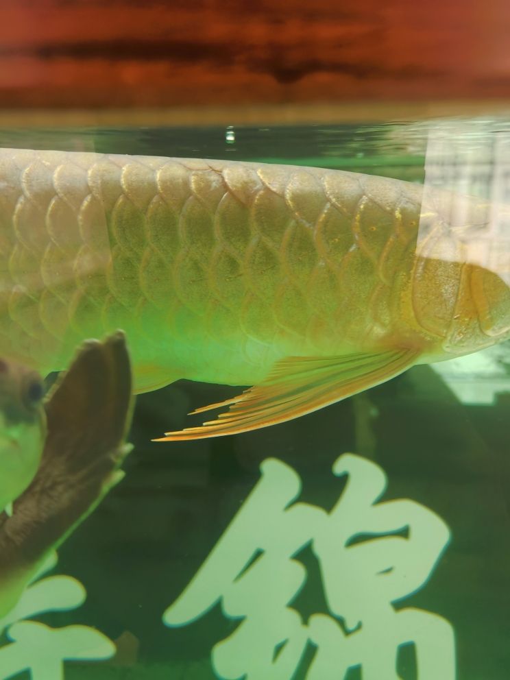 四川魚缸品牌排行榜前十名 四川水缸價格