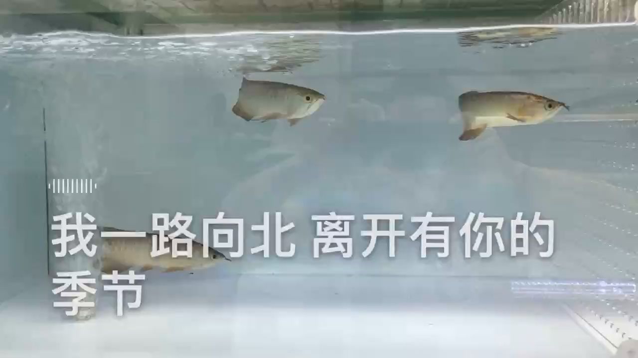 魚缸放在哪里最好呢（魚缸放在哪里好?） 黃金斑馬魚