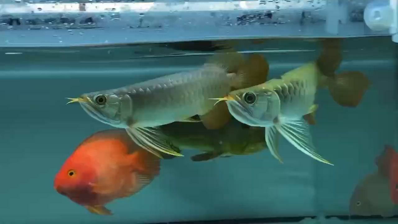 玉石可以放到魚(yú)缸里嗎視頻教程的簡(jiǎn)單介紹 其他品牌魚(yú)缸