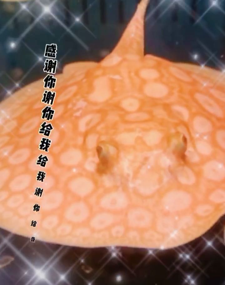 地球仍然轉(zhuǎn)重,世間依舊善變 觀賞魚(yú)論壇