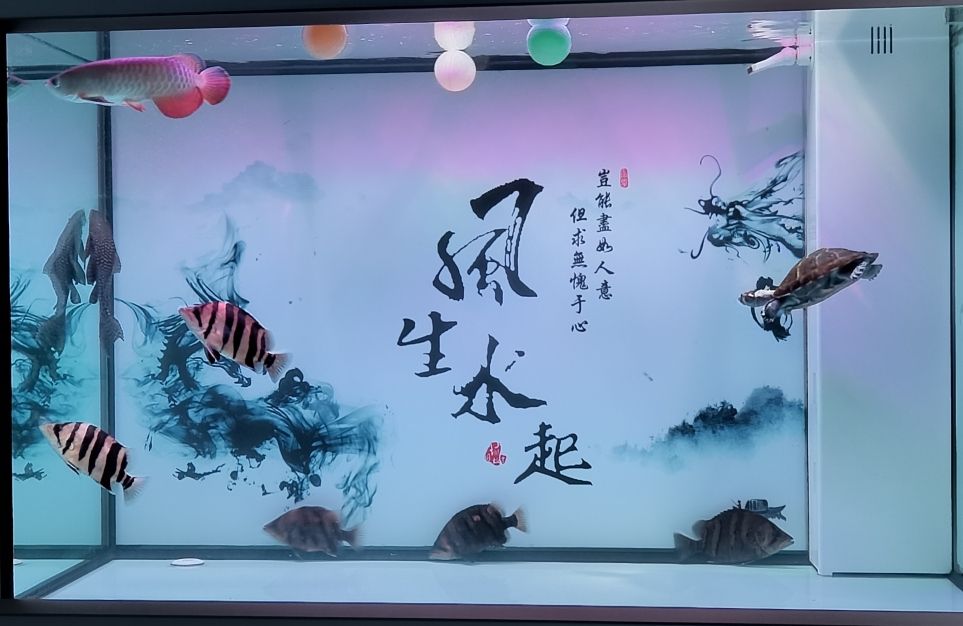 第140天 觀賞魚(yú)論壇