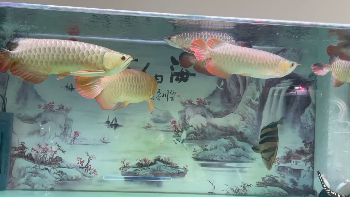 新添50分賽級紅龍和魟魚 觀賞魚論壇 第1張