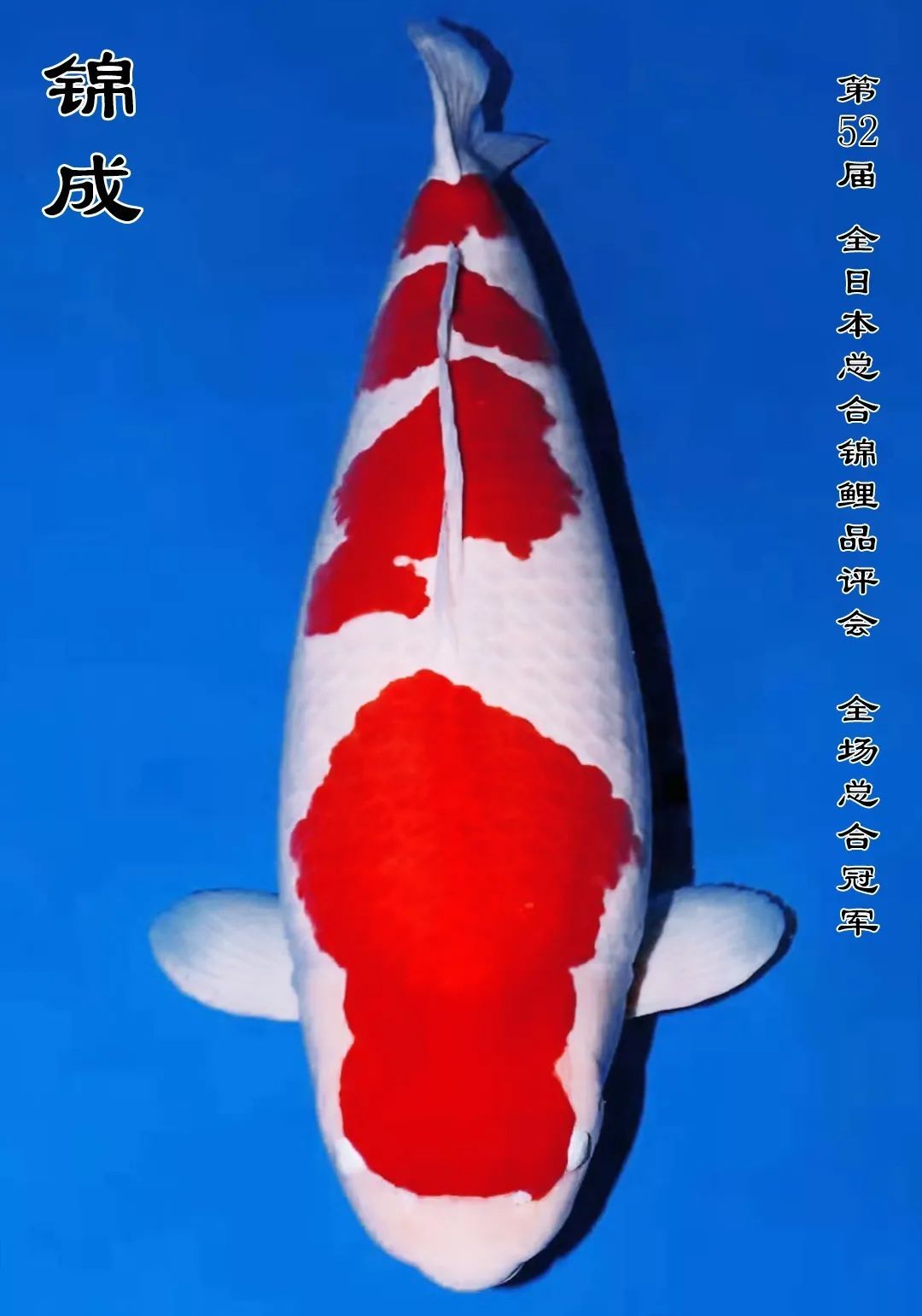 潘志成先生四次全日本總合錦鯉品評(píng)會(huì)冠軍 觀賞魚論壇 第4張