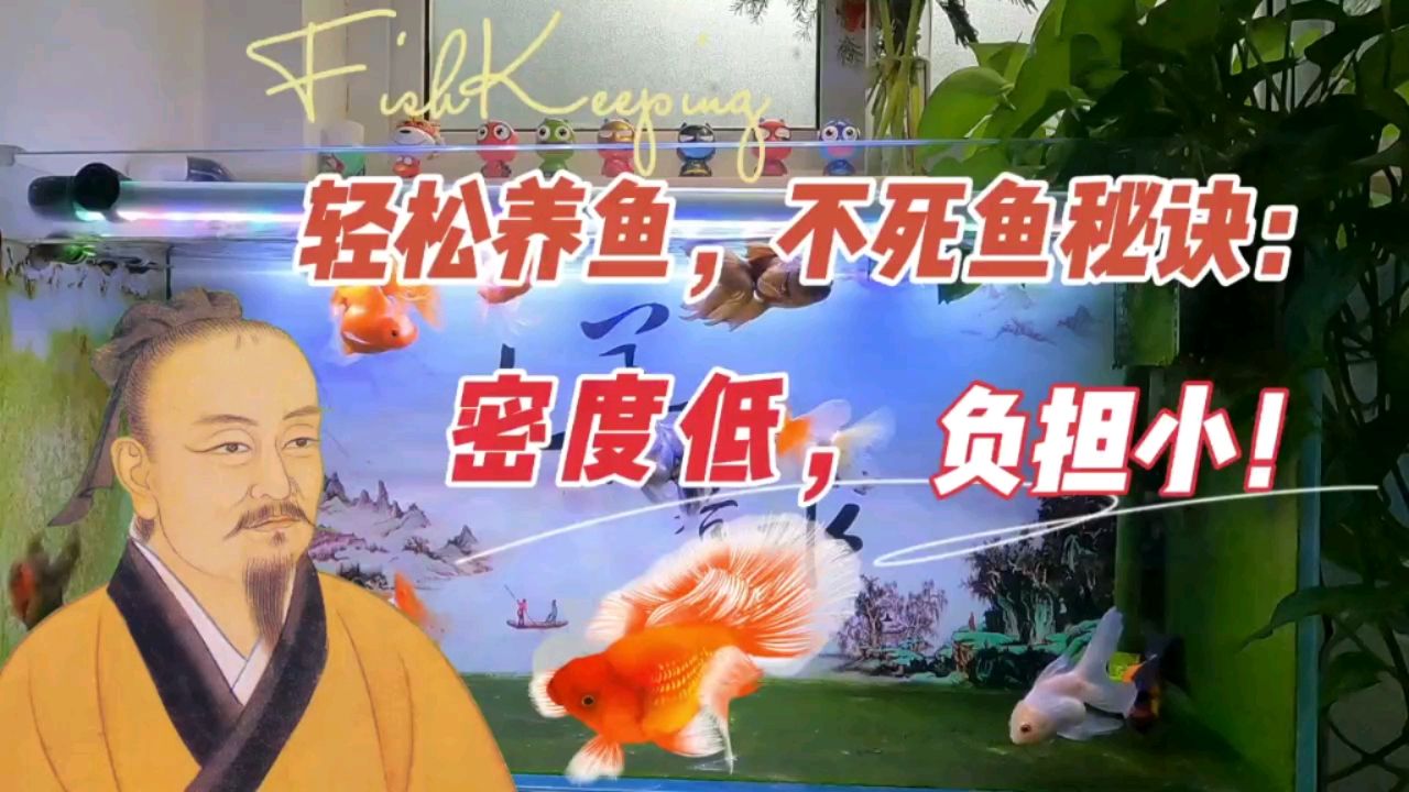 輕松養(yǎng)魚(yú)，不死魚(yú)的秘訣，密度低負(fù)擔(dān)小 觀賞魚(yú)論壇