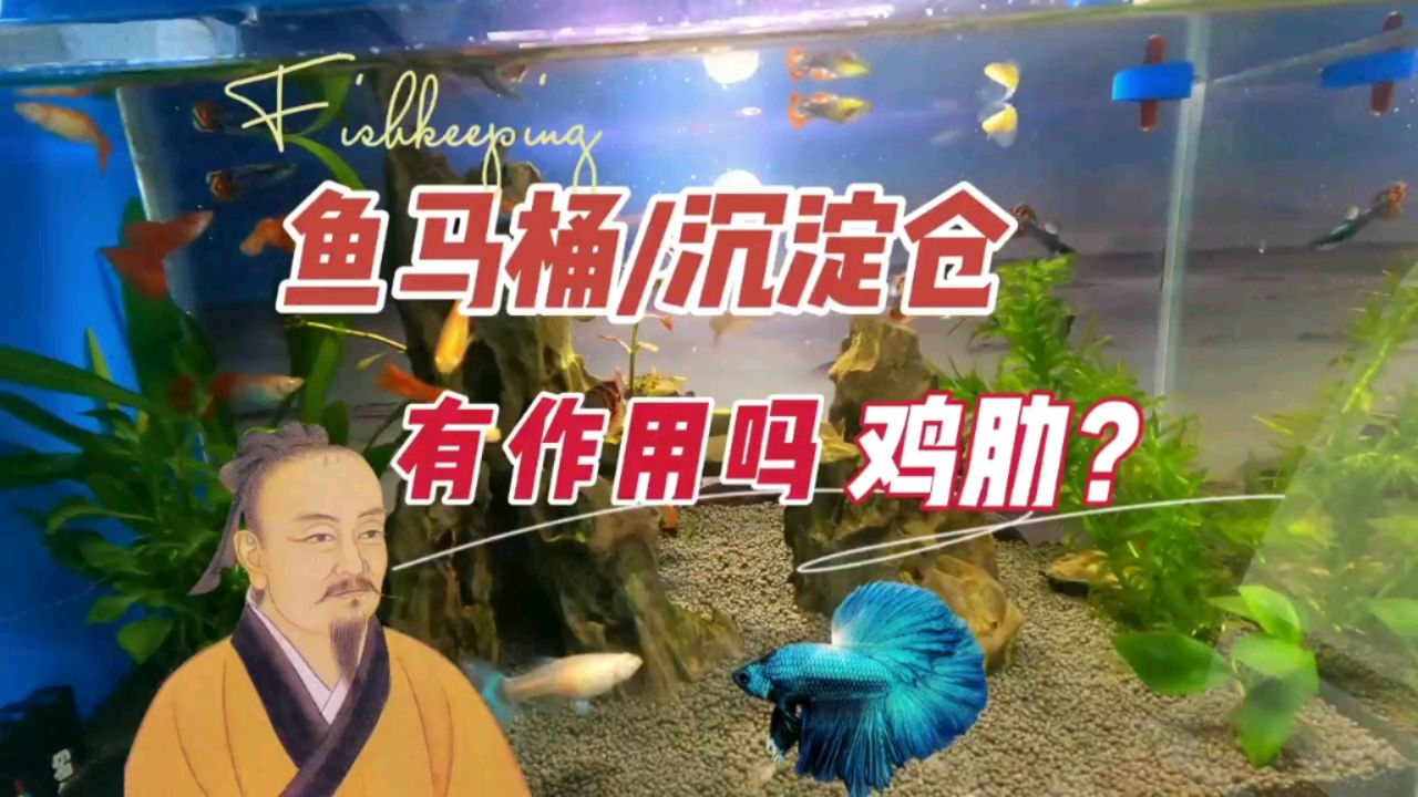 魚馬桶和沉淀倉(cāng)，作用到底有多大 觀賞魚論壇