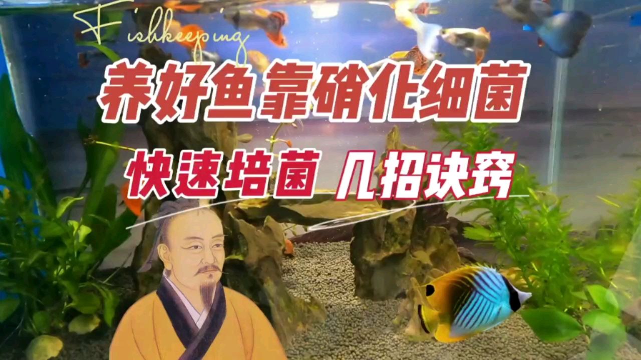 快速培養(yǎng)硝化細菌的訣竅 觀賞魚論壇