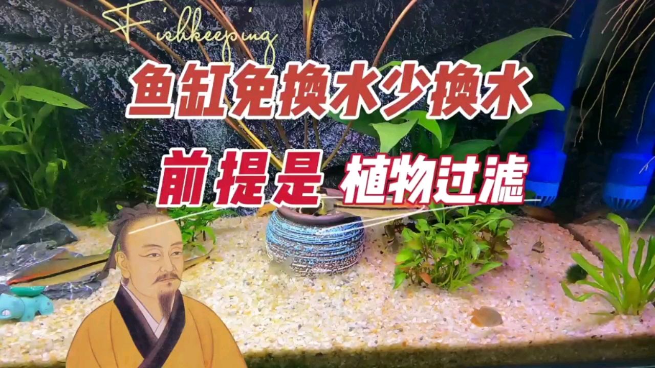 魚缸免換水少換水，前提你得有水培植物 觀賞魚論壇