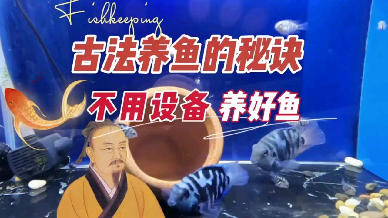 古法養(yǎng)魚靠什么手法，不用過濾設(shè)備 觀賞魚論壇