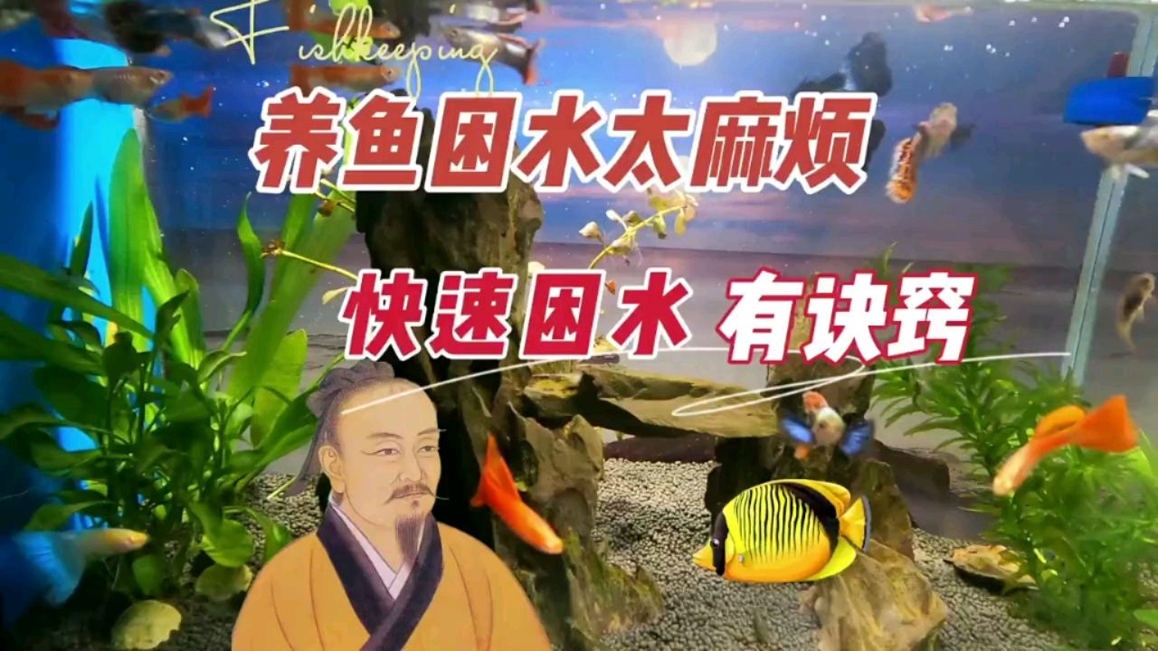 養(yǎng)魚困水太麻煩，快速困水有訣竅 觀賞魚論壇