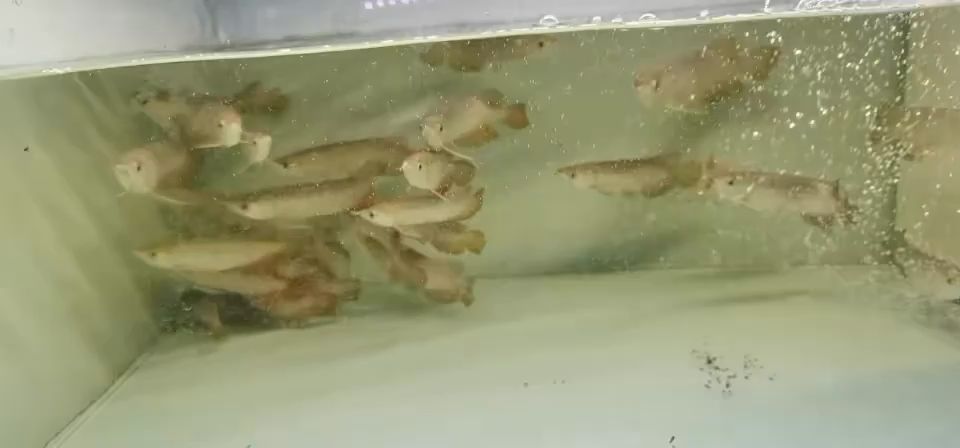 新到龍魚 觀賞魚論壇