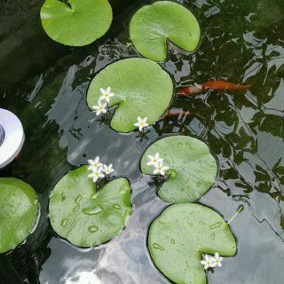 缸子里很多螺絲！弄不干凈怎么辦！ 觀賞魚(yú)論壇 第1張