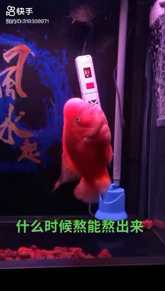 魚缸有品牌嗎圖片（魚缸產(chǎn)品） 祥龍赫舞紅龍魚