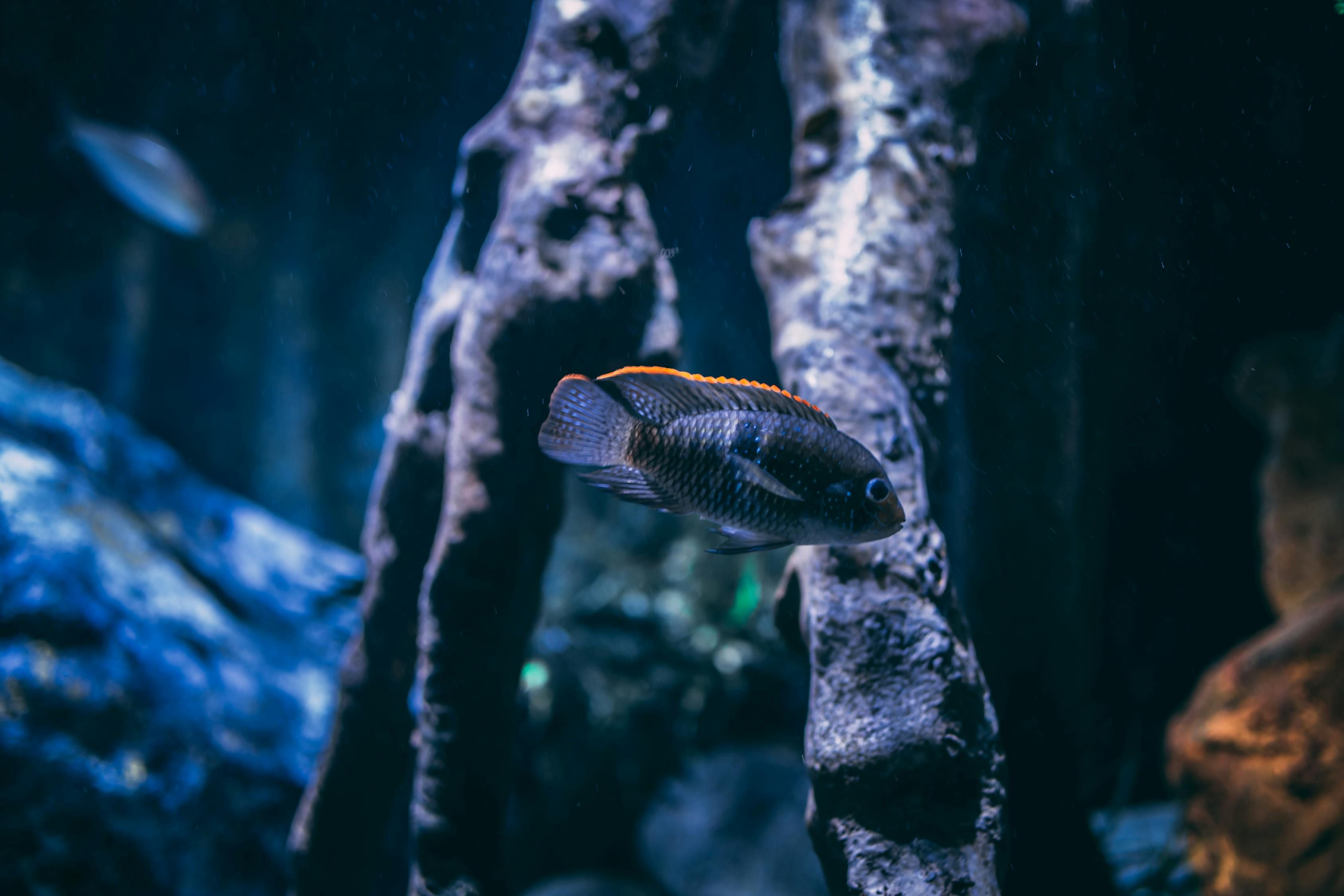 魚缸換水換多少合適呢圖片（魚缸換水剩余多少水好） 杰西卡恐龍魚