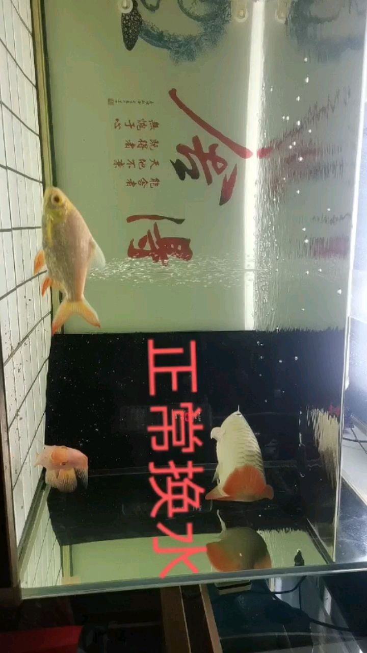 正常換水 觀賞魚論壇