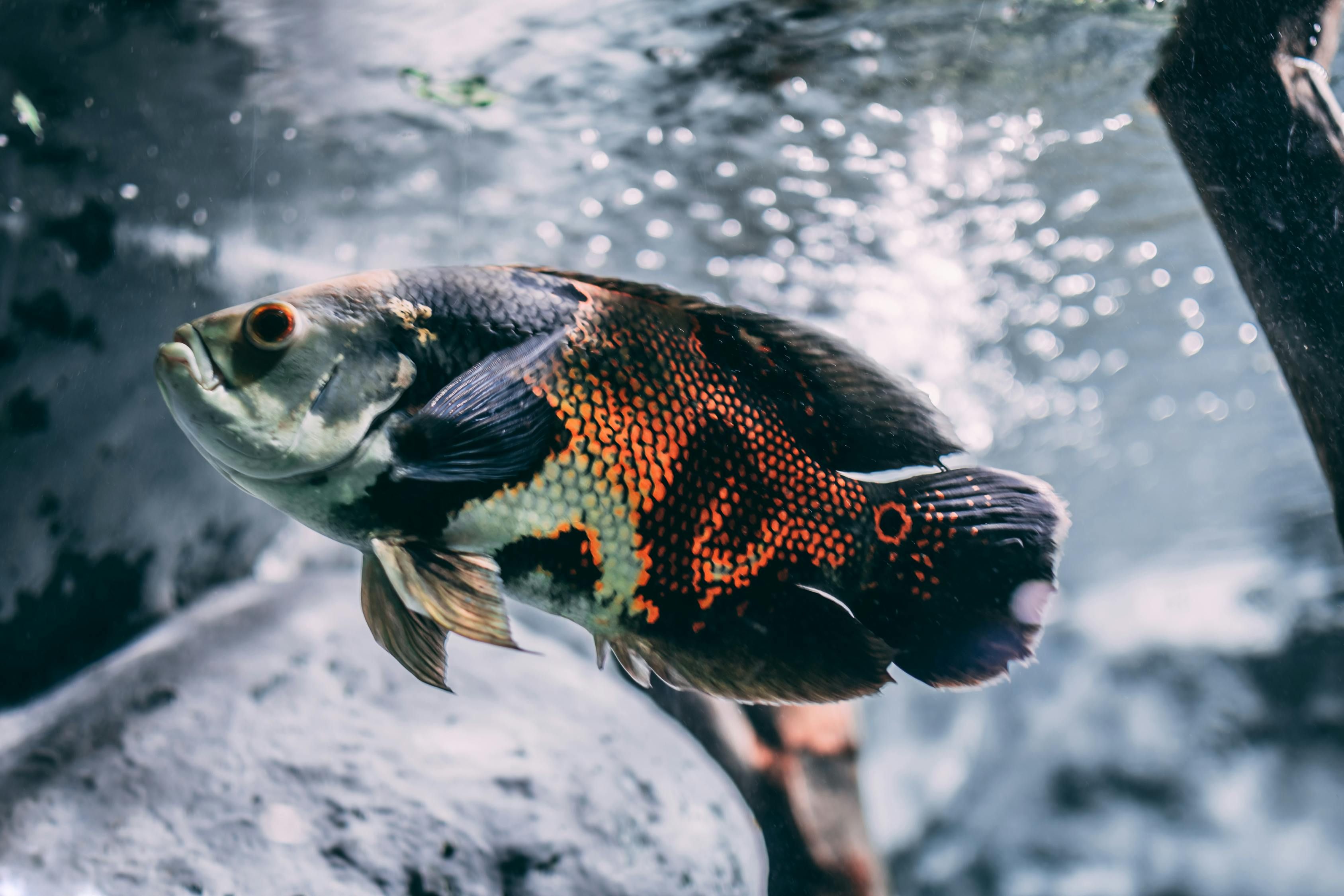 魚缸上邊緣漏水怎么辦視頻 魚缸上邊漏水怎么回事? 紅老虎魚