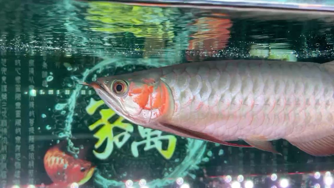 分享紀(jì)錄一下 我的愛魚 觀賞魚論壇