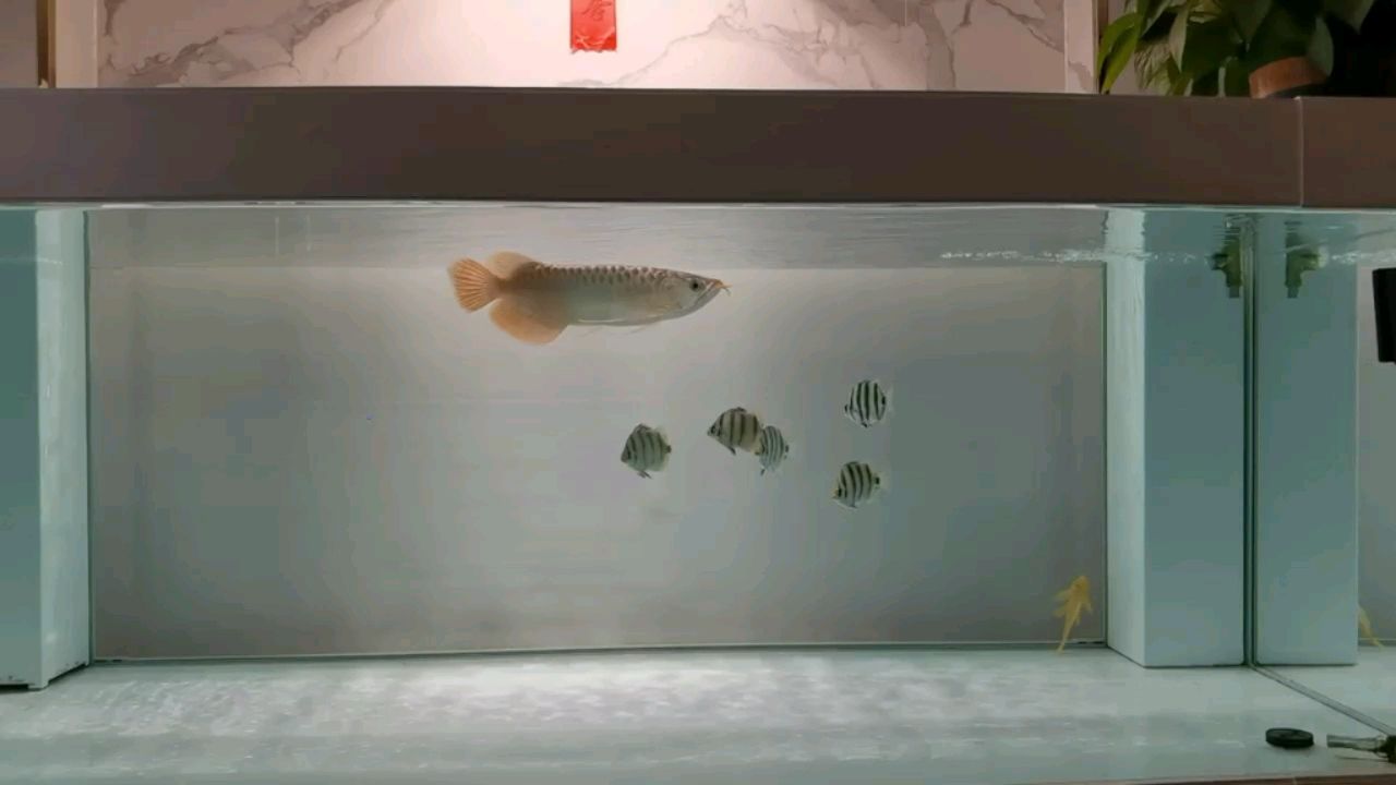 喂金鼓的飼料都給龍吃了。 觀賞魚論壇 第1張