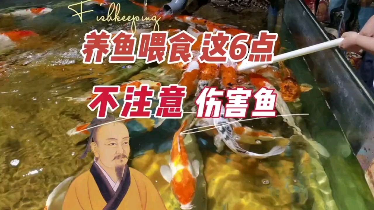 養(yǎng)魚喂食不注意這6點(diǎn)，對(duì)魚兒傷害很大 觀賞魚論壇