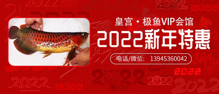 皇宮VIP紅龍2022新年重磅特惠 觀賞魚論壇 第2張