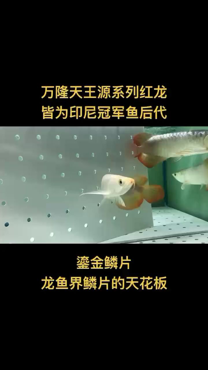 印尼冠軍魚后代隆重登場！ 觀賞魚論壇