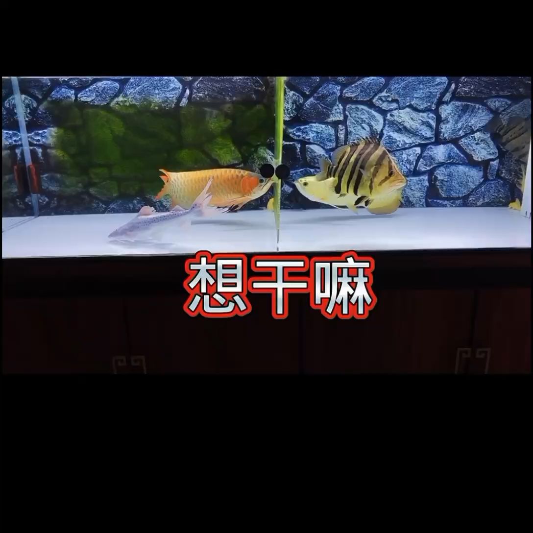 喜歡的才是最好的 觀賞魚論壇