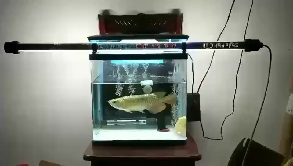 熱帶觀賞魚金龍魚 觀賞魚論壇