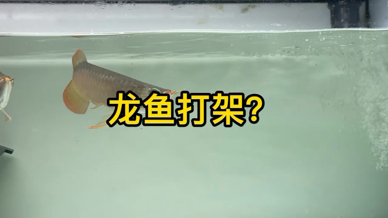 兩條龍魚打起來了 觀賞魚論壇 第1張