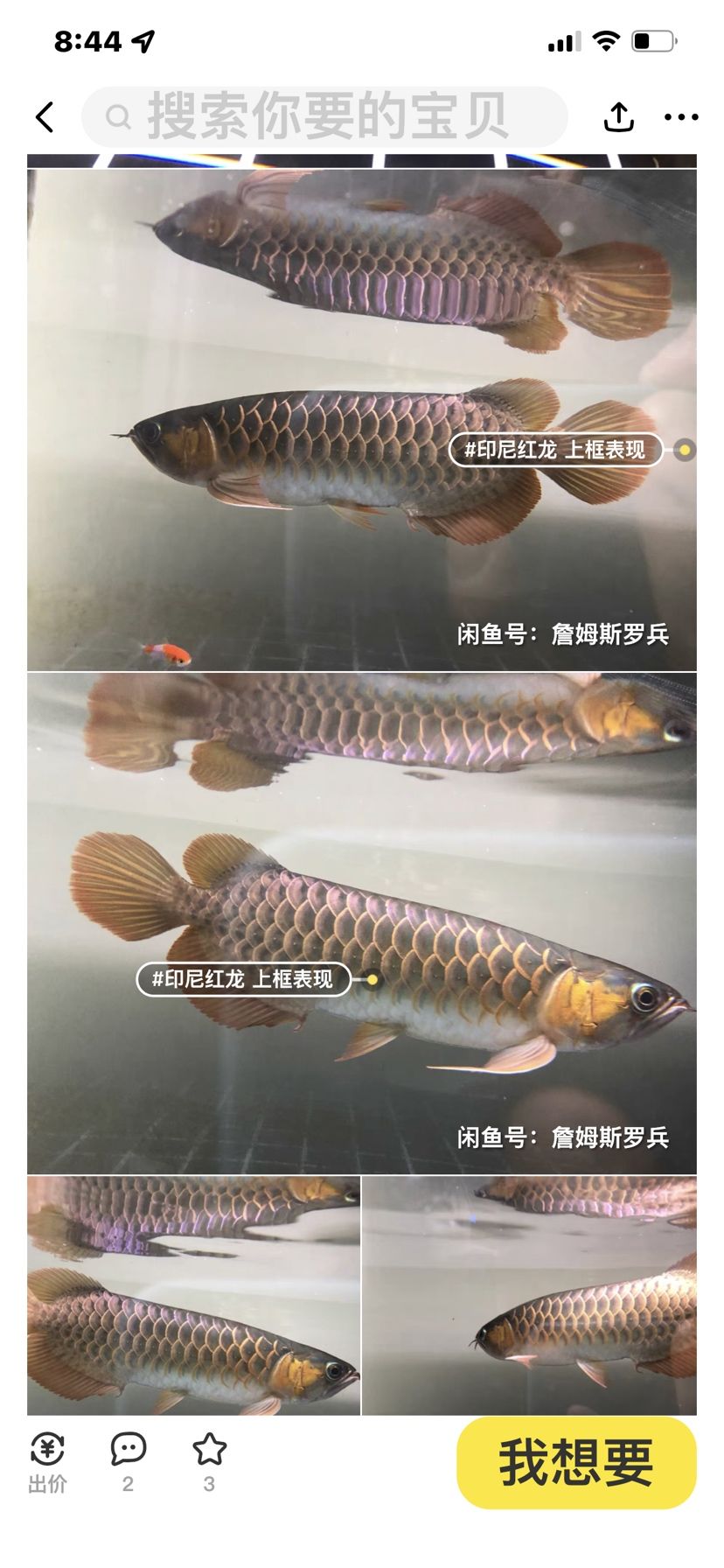 大佬們幫忙看看這條魚怎么樣，多少錢入手差不多。 觀賞魚論壇 第2張