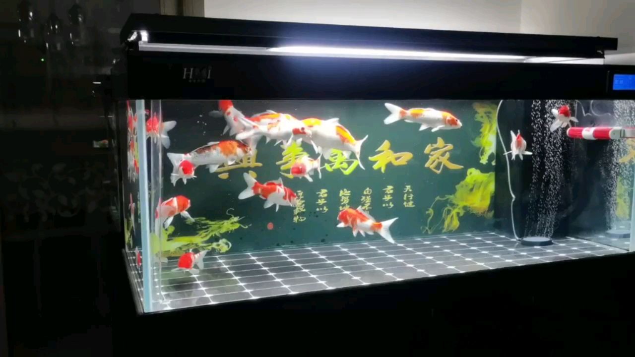 3800買的魚到現(xiàn)在只存活二條 觀賞魚論壇