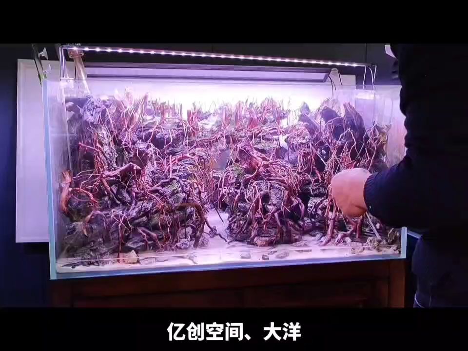 創(chuàng)作靈感至開缸過程，記錄她的變化和自己的成長。 觀賞魚論壇