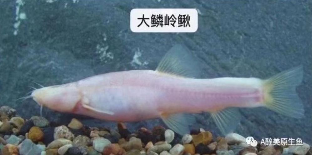 珠江水系特產(chǎn)“大鱗嶺鰍” 觀賞魚論壇 第3張